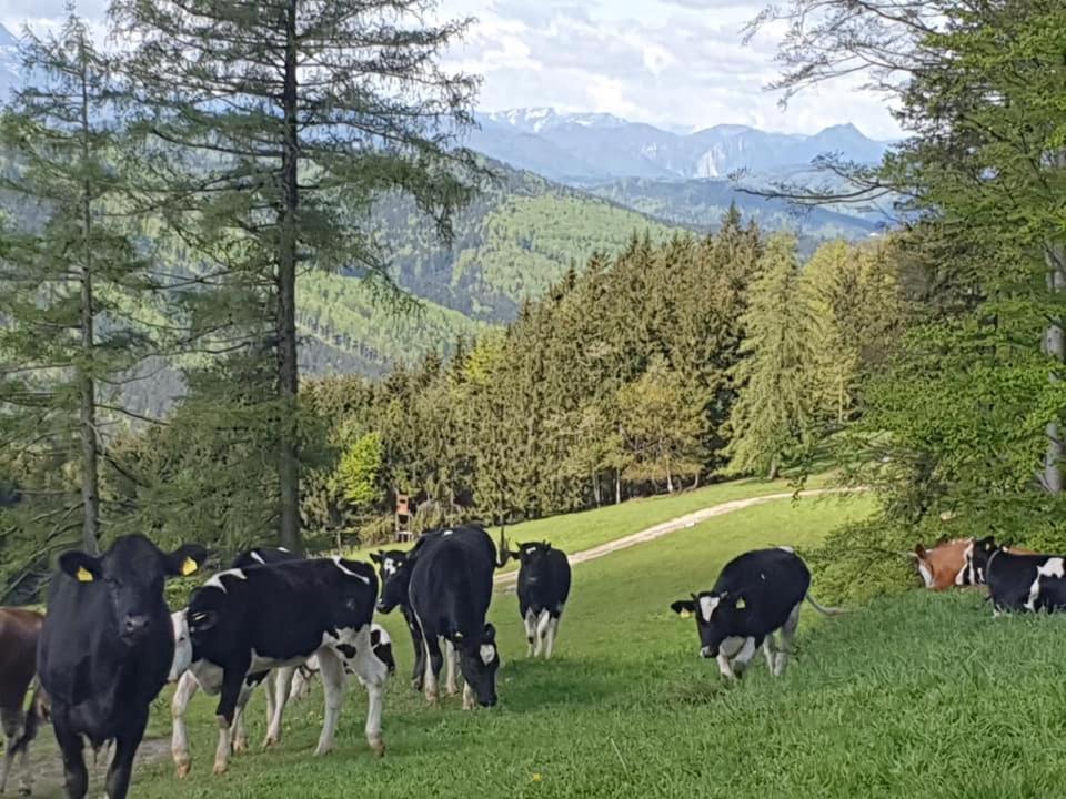 Holzhaus "Zum Schwarz'N" Apartment Aurach am Hongar Екстериор снимка